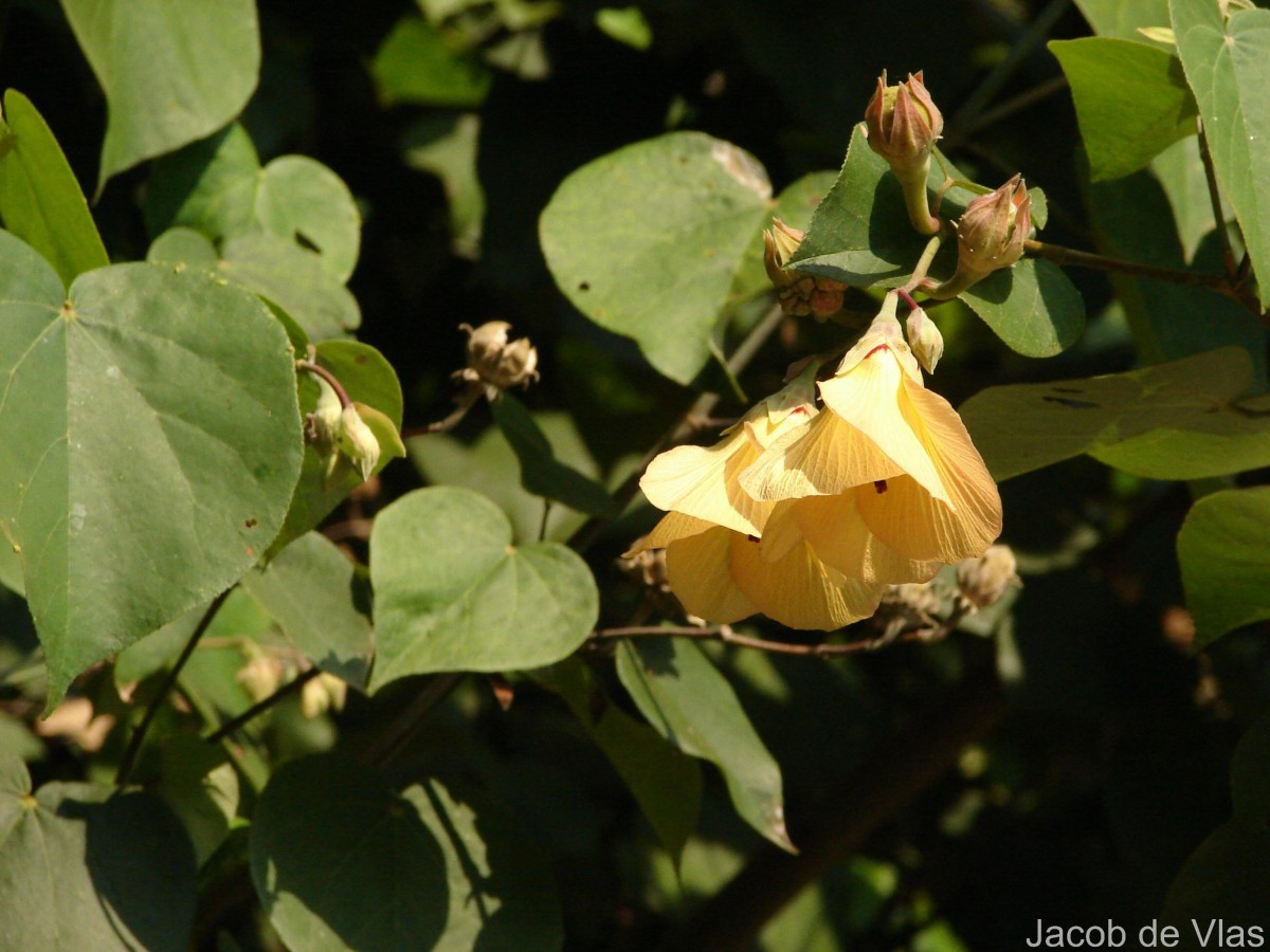 Hibiscus tiliaceus L.